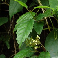Premna procumbens Moon